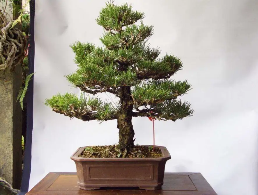 黑松养护技巧 黑松养护技巧