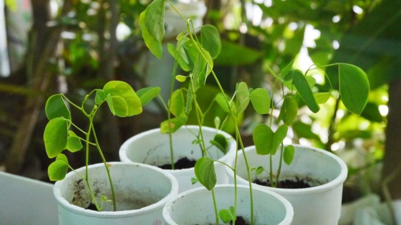 洋紫荊種子處理