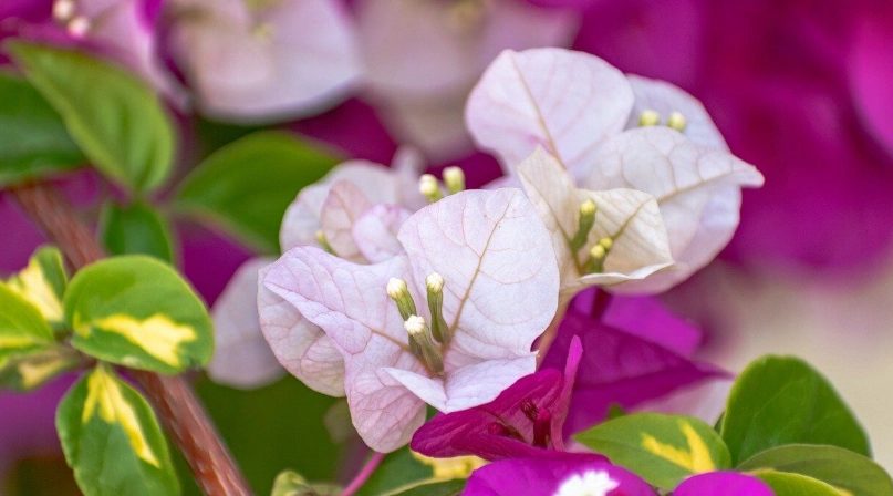 九重葛修剪方法