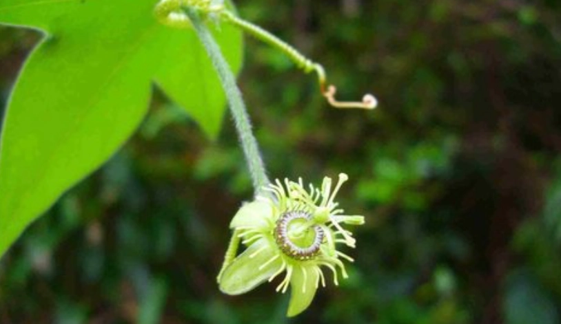 西番蓮栽培 西番蓮栽培