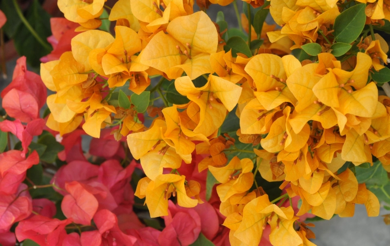 九重葛花期多久？掌握開花秘訣，打造全年花海不是夢