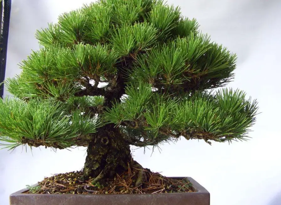 黑松病害 黑松病害