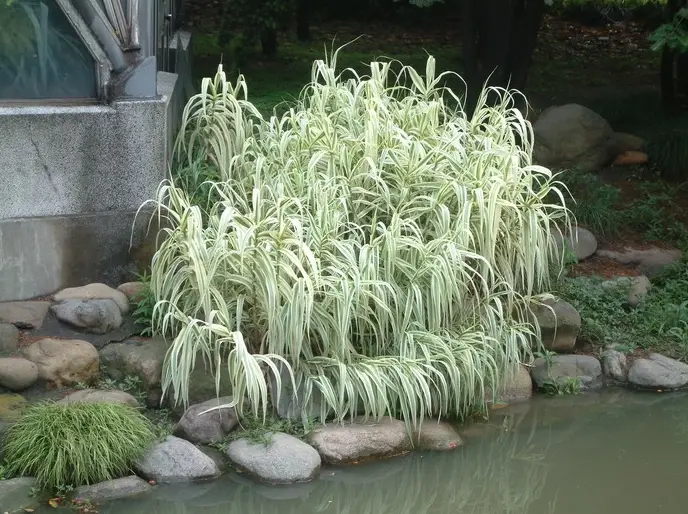 斑葉葫蘆竹 觀賞