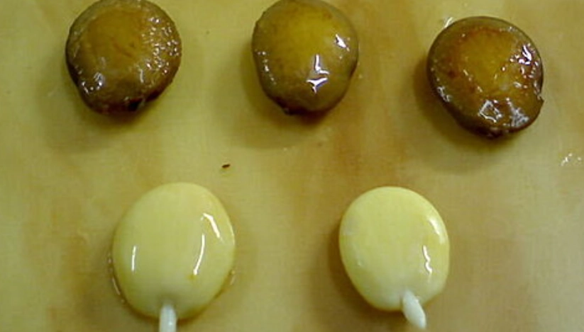 洋紫荊種子處理