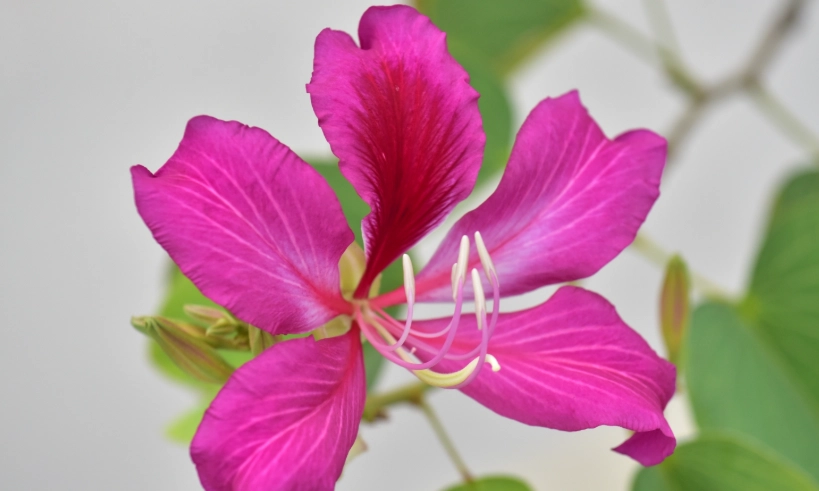 洋紫荊生長環境