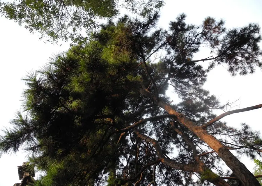 黑松種植技巧 黑松種植技巧