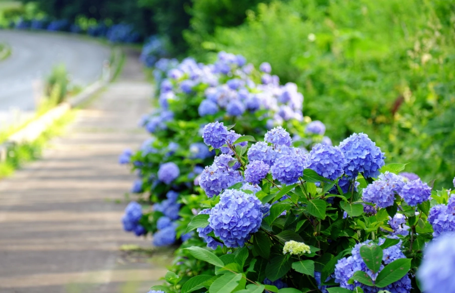 繡球花 照顧 繡球花 照顧