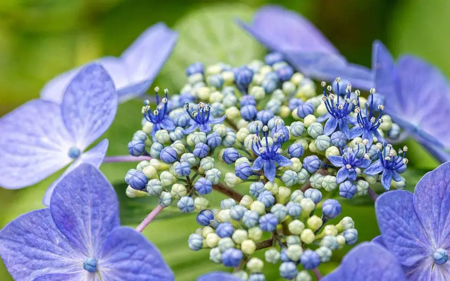 繡球花 照顧 繡球花 照顧