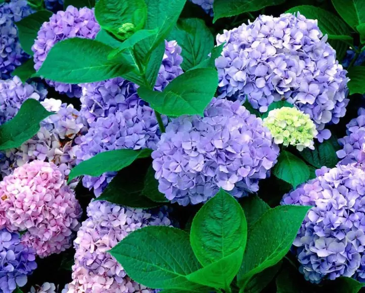 繡球花 種植 繡球花 種植