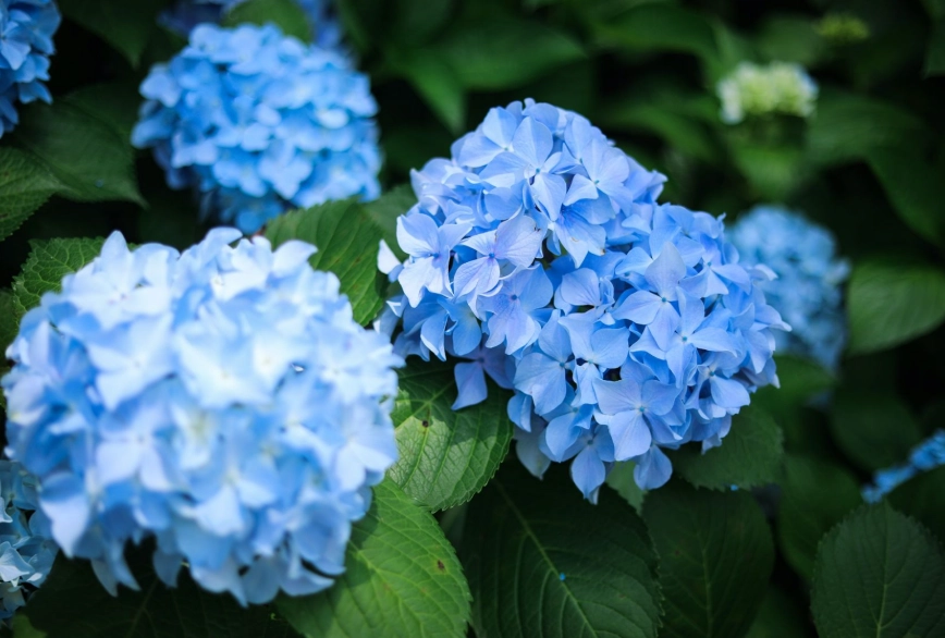 繡球花種子哪裡買