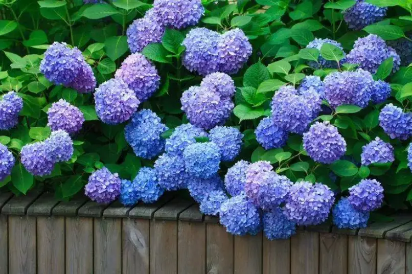 繡球花種植指南