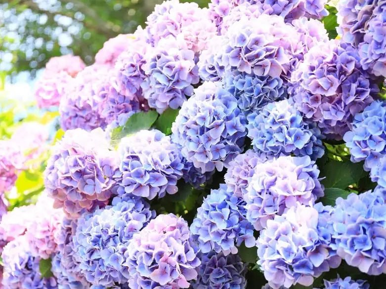 繡球花種植注意事項