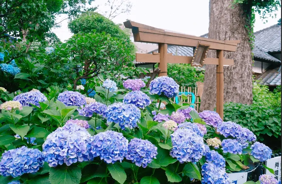 繡球花種子種植