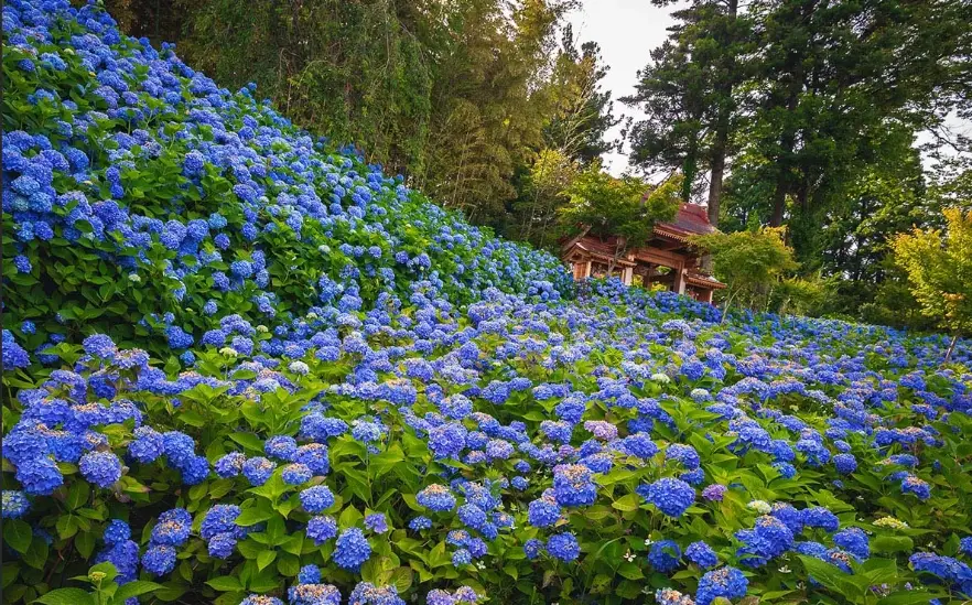 如何 讓 繡球花 開花 如何 讓 繡球花 開花