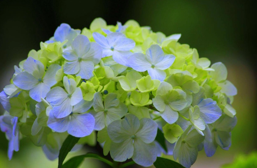 繡球花種子種植