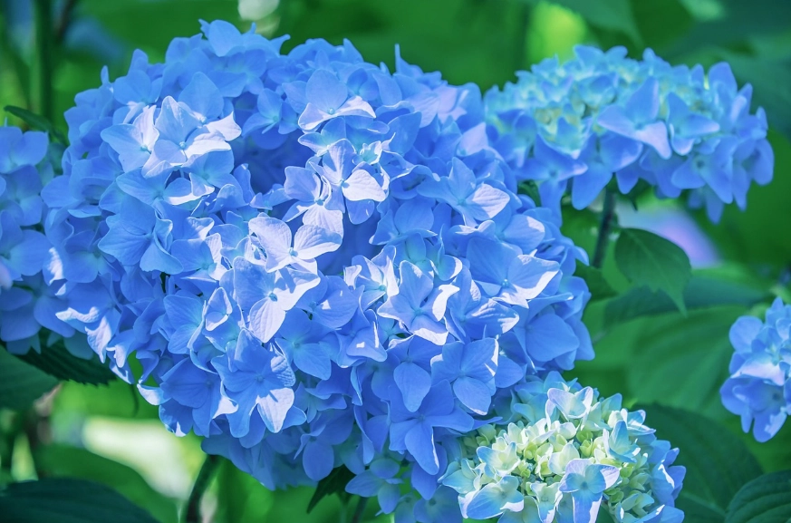 繡球花 葉子 下垂