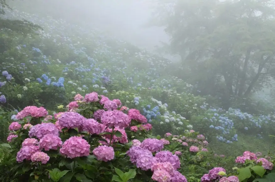 繡球花 澆水 時間