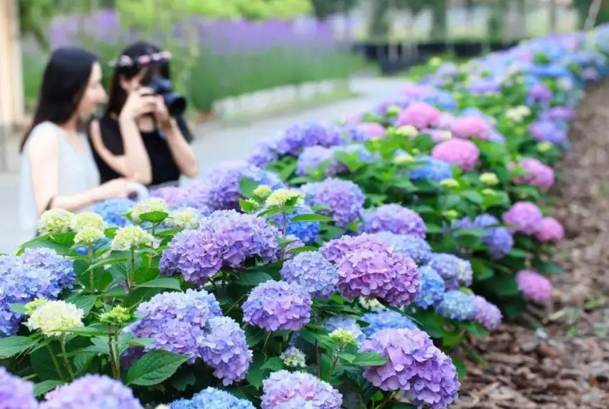 繡球花種子哪裡買