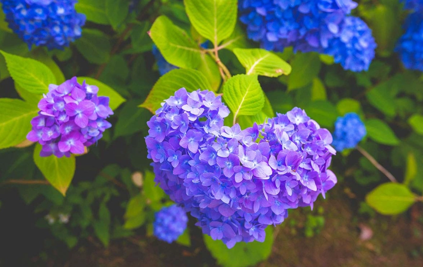 繡球花 澆水 方法