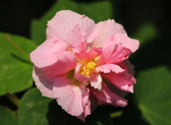 芙蓉病蟲害防治