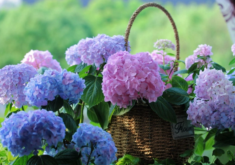 繡球花 澆水 時間
