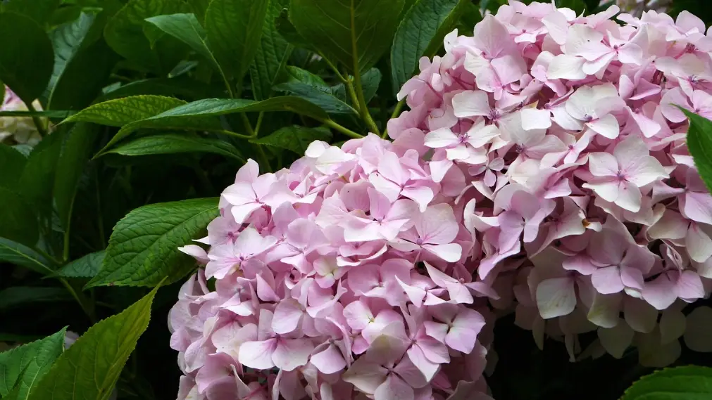 如何 讓 繡球花 開花