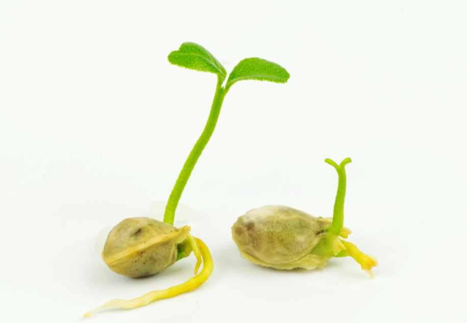家庭種植入門