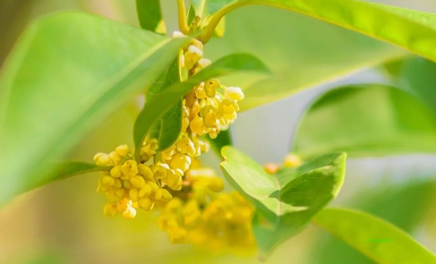 桂花香好處