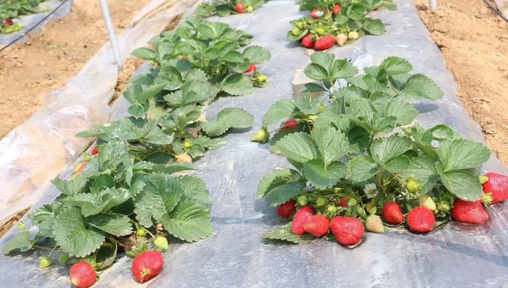 水果種子發芽