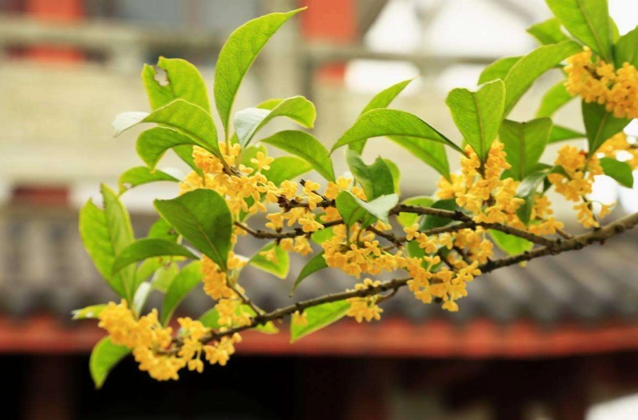 桂花香好處