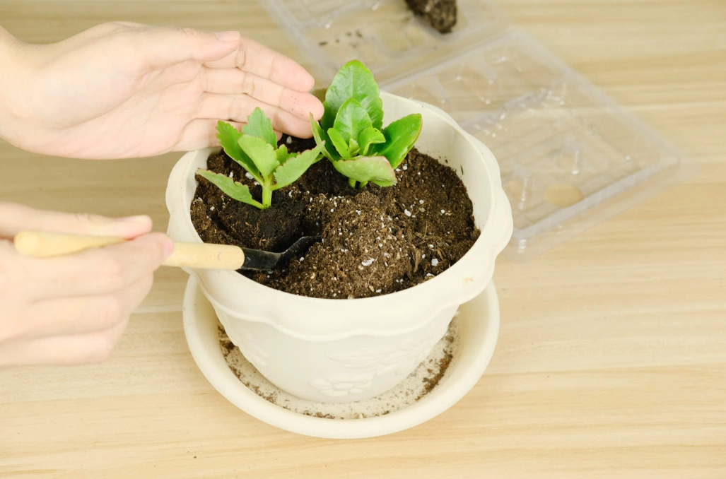 水培 繁殖 方法