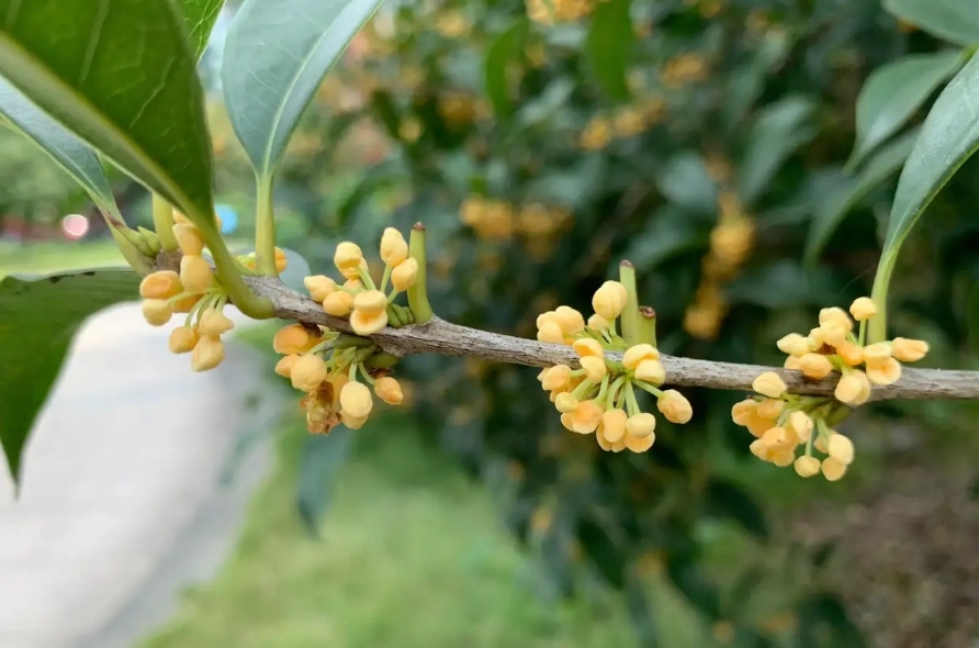 桂花香好處