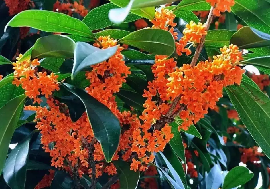 桂花香功效