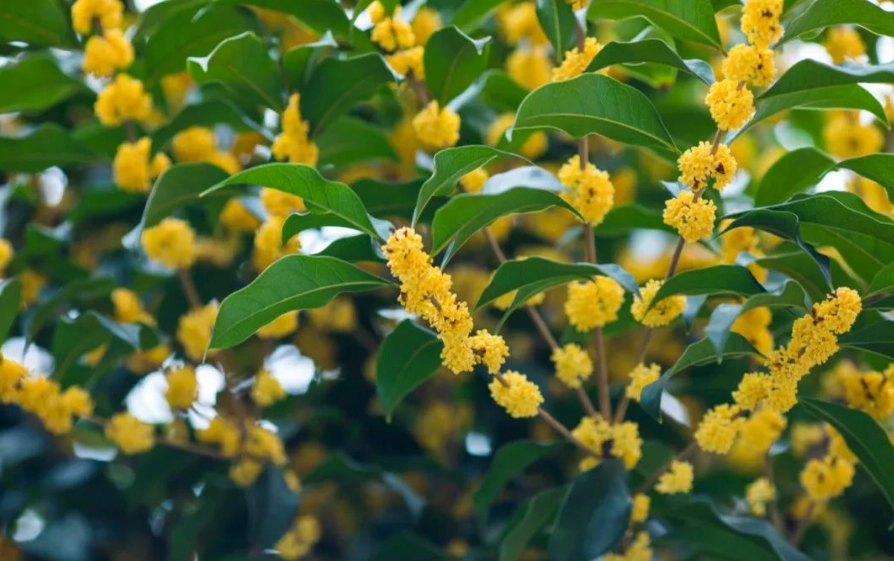 桂花香療效
