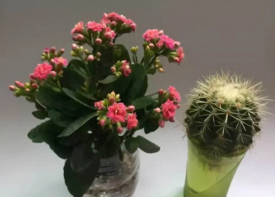 水培 繁殖 方法