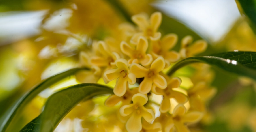 桂花香療效