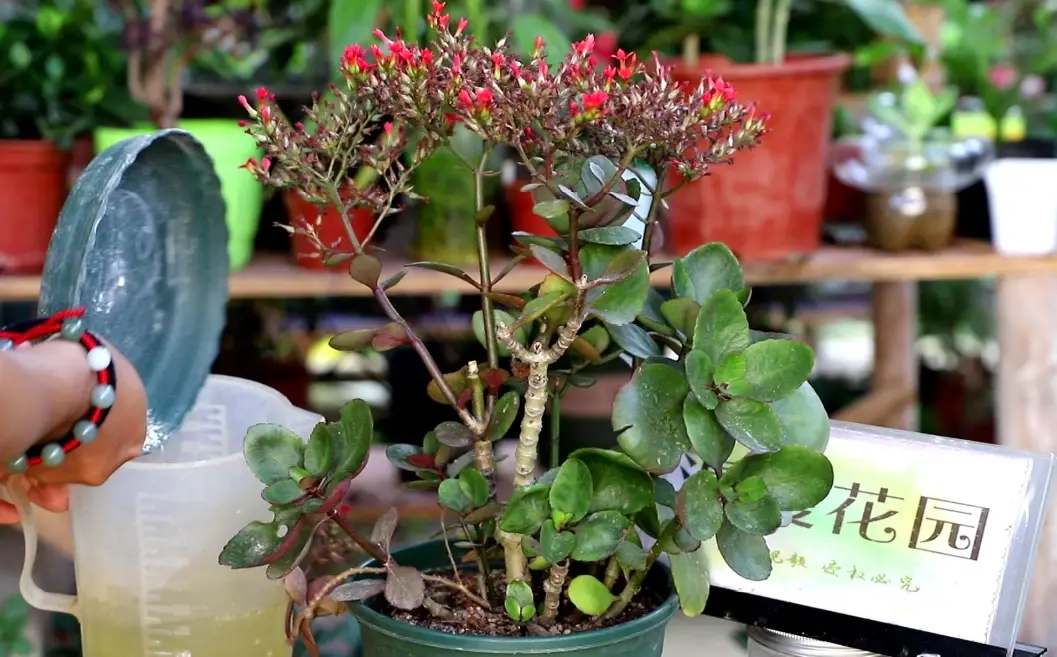 長壽花 水培