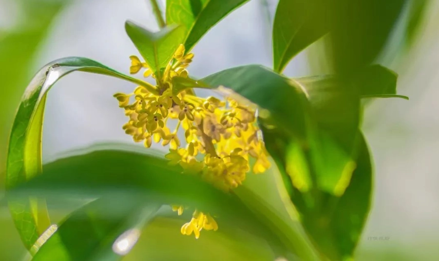 桂花香療效