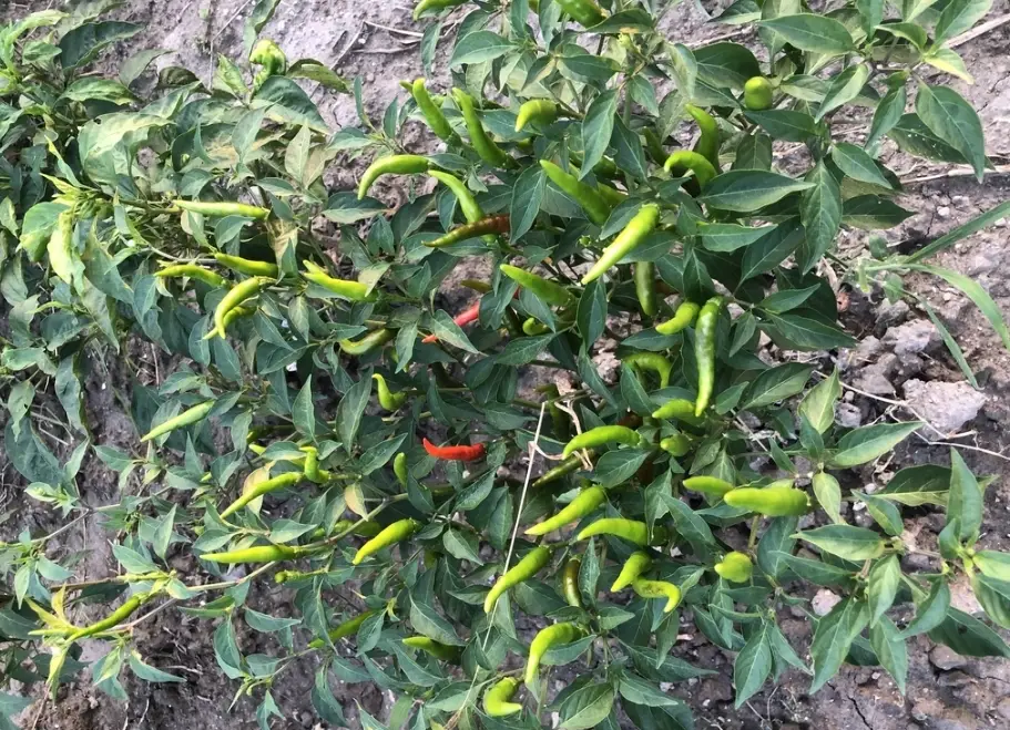 辣椒種植方法