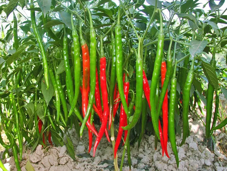 辣椒種子發芽