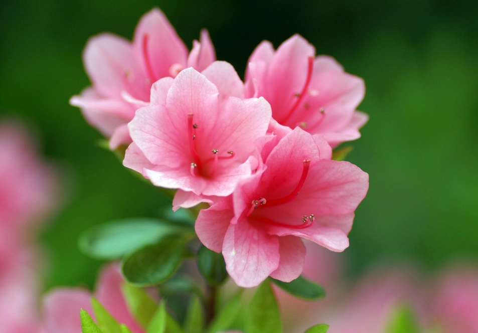 杜鵑花外觀