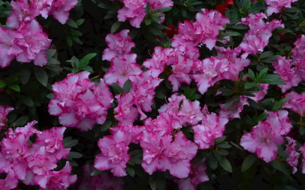 杜鵑花品種