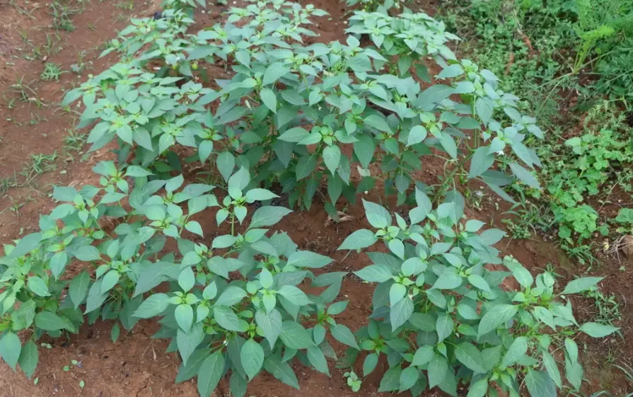 種植辣椒技巧