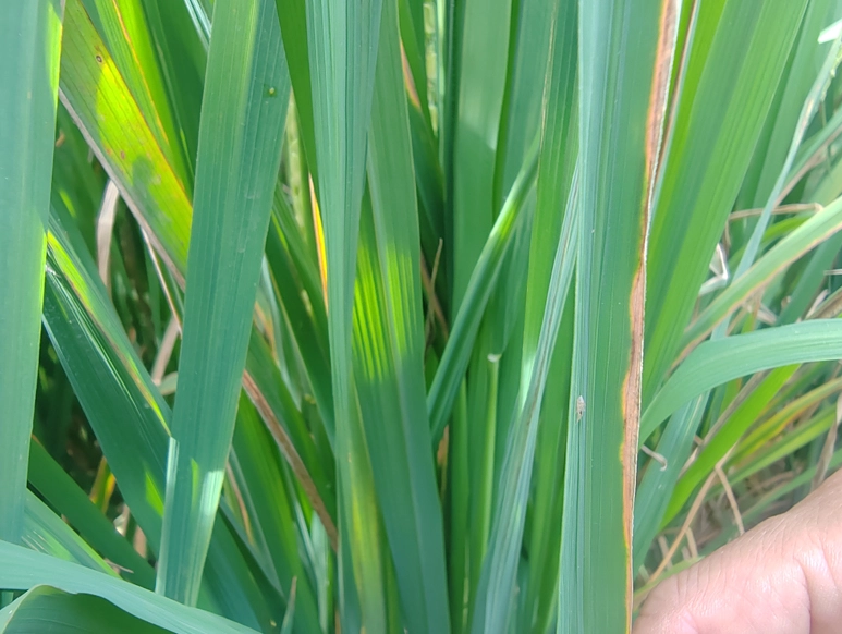 植物葉子枯萎