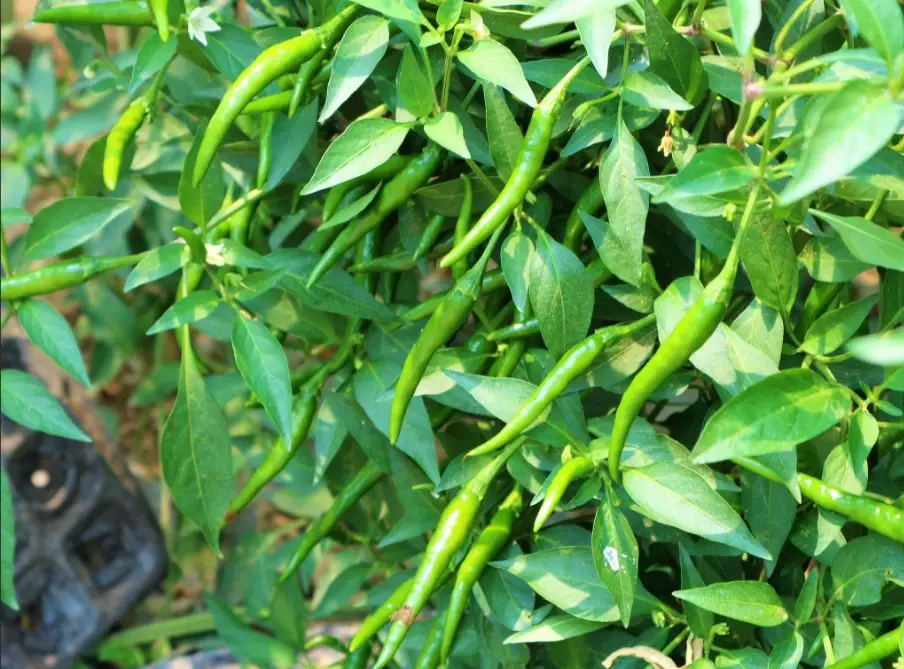 辣椒種子發芽