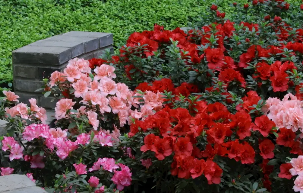 杜鵑花品種