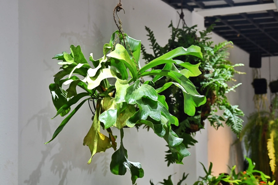 鹿角蕨種植 鹿角蕨種植