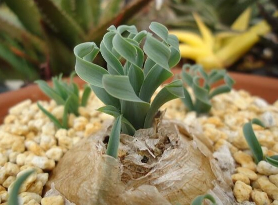 多肉植物種子購買 多肉植物種子購買