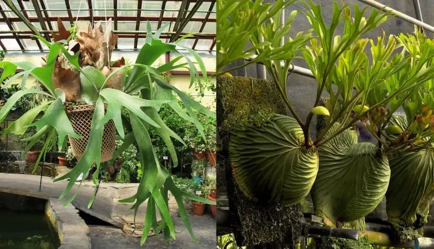 鹿角蕨芽點斷了處理