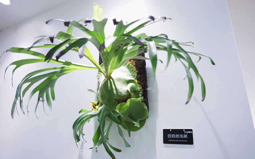 鹿角蕨護理技巧